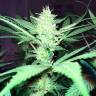 Auto Caiera feminised GanjaVIP Seeds