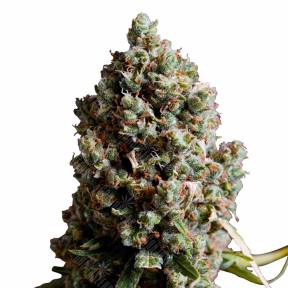 Auto Caiera feminised GanjaVIP Seeds