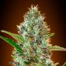 Auto Caiera feminised GanjaVIP Seeds