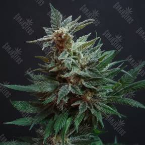 Arjan's Strawberry Haze feminised Green House Seeds