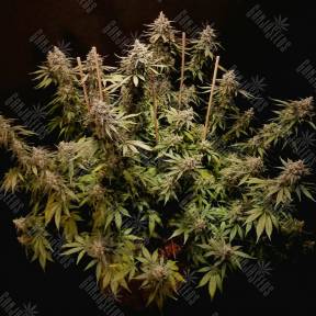Mazar feminised Dutch Passion Seeds
