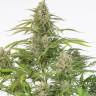 Auto Cheese feminised Dinafem Seeds