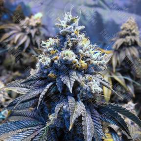 Auto Sinevir regular Ganja Seeds