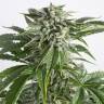 семена конопли Россия Auto Bubba Kush feminised Dinafem Seeds