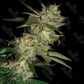 Sleestack x Skunk regular DNA Genetics