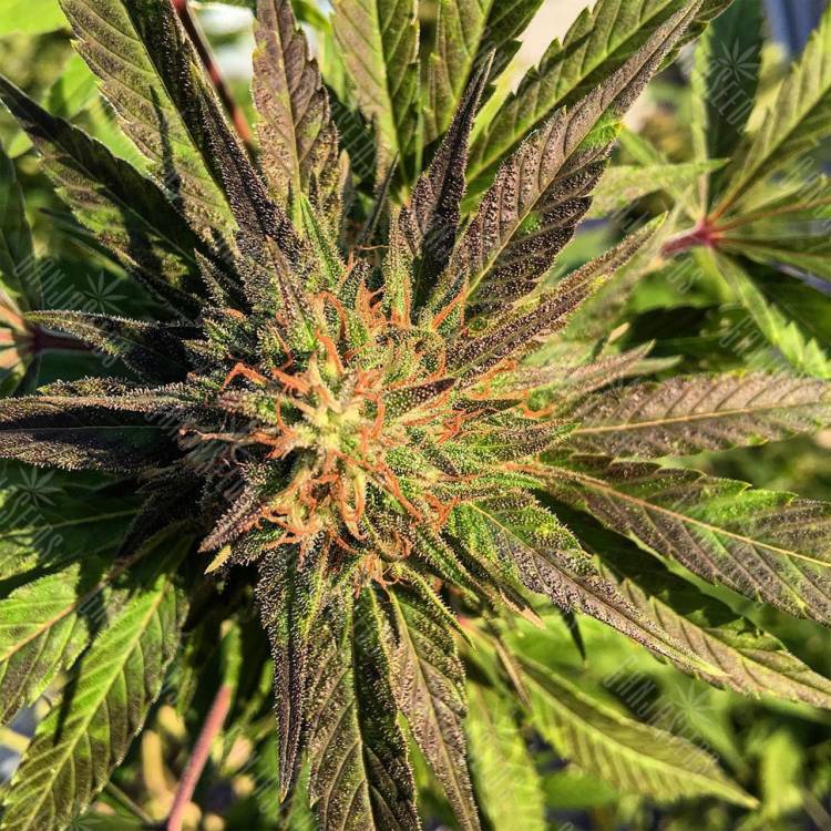 семена культурной конопли купить Sour Blueberry feminised Humboldt Seeds семена культурной конопли купить Sour Blueberry feminised Humboldt Seeds