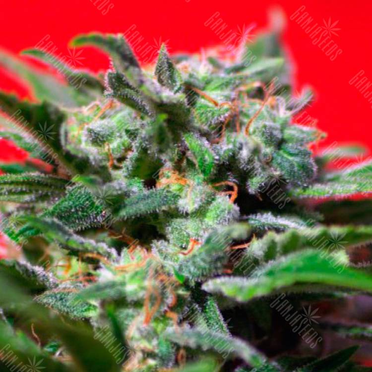 семена конопли Ganesh Spirit feminised Sweet Seeds