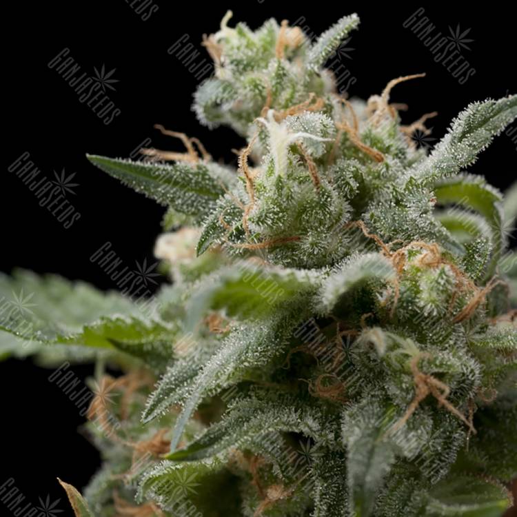 мощные семена конопли Super Hash feminised Pyramid Seeds мощные семена конопли Super Hash feminised Pyramid Seeds