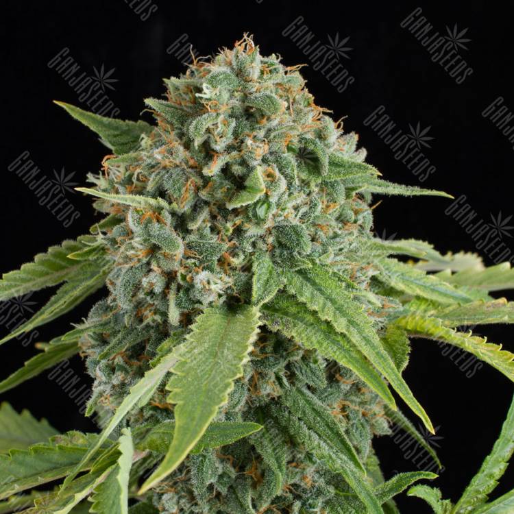 Auto Elektra feminised GanjaVIP Seeds