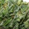 семена культурной конопли купить Super Silver Haze feminised Green House Seeds семена культурной конопли купить Super Silver Haze feminised Green House Seeds