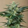 Auto Roadrunner feminised Dinafem Seeds