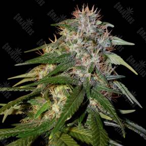 Sour Cream regular DNA Genetics