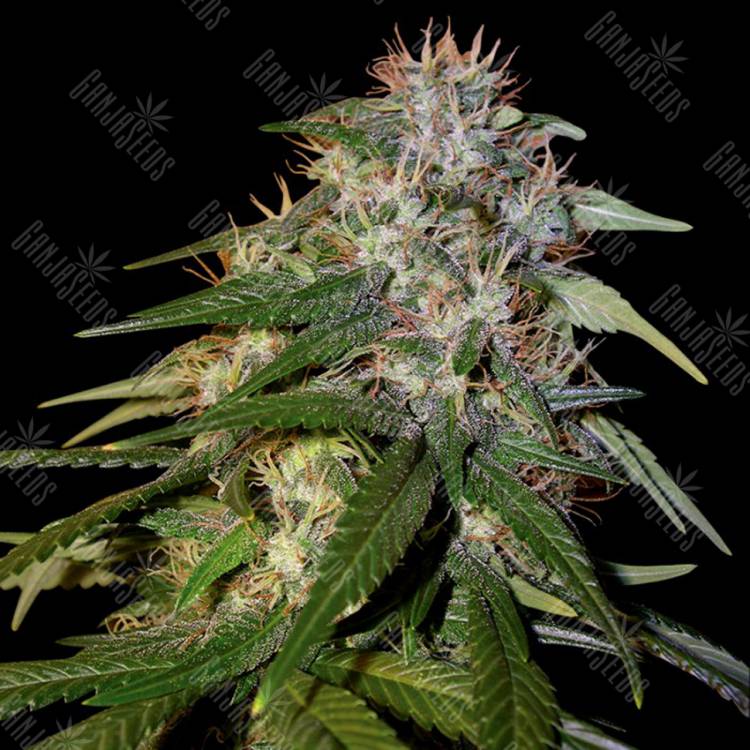 семена конопли для выращивания Sour Cream regular DNA Genetics