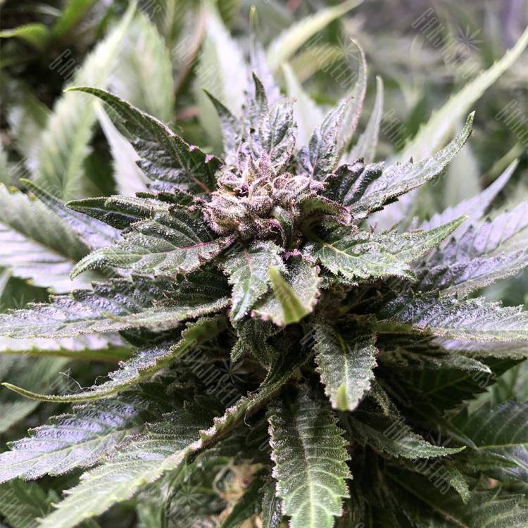 где заказать семена конопли Blackjack feminised Nirvana Seeds