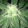 семена сортовой конопли S.A.D. Sweet Afgani Delicious CBD feminised Sweet Seeds