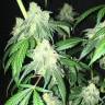 качественные семена конопли S.A.D. Sweet Afgani Delicious CBD feminised Sweet Seeds