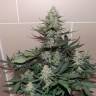 Качественные семена конопли Auto Sweet Trainwreck feminised Ganja Seeds