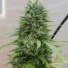 Vertigo feminised Ganja Seeds