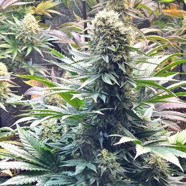 семена конопли Auto Banana Punch feminised Ganja Seeds
