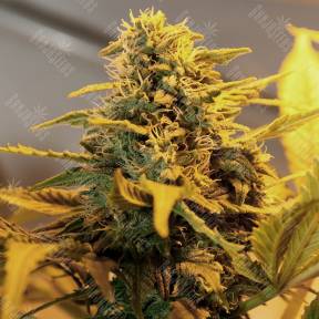 Great White Russian feminised Ganja Seeds