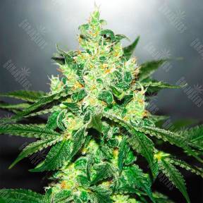 Auto Kronos feminised GanjaVIP Seeds