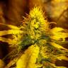 Big Kush feminised Dinafem Seeds Big Kush feminised Dinafem Seeds