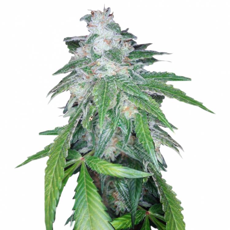 семена конопли марихуаны The OG #18 x Skunk (O.G. Skunk) regular DNA Genetics