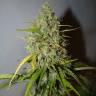 семена конопли недорого Auto Grapefruit feminised Fast Buds