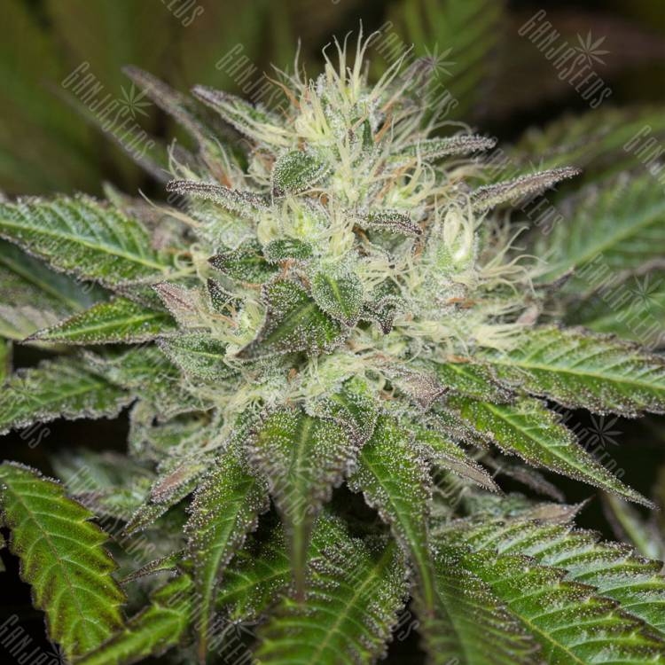 семена конопли в интернете Sapphire OG feminised Humboldt Seeds семена конопли в интернете Sapphire OG feminised Humboldt Seeds