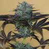 семена индийской конопли Sapphire OG feminised Humboldt Seeds семена индийской конопли Sapphire OG feminised Humboldt Seeds