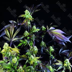 Sunset Sherbet feminised Pyramid Seeds