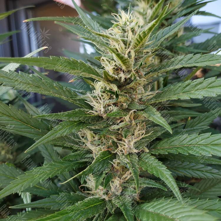урожайные семена конопли S.A.D. Sweet Afgani Delicious F1 Fast Version feminised Sweet Seeds