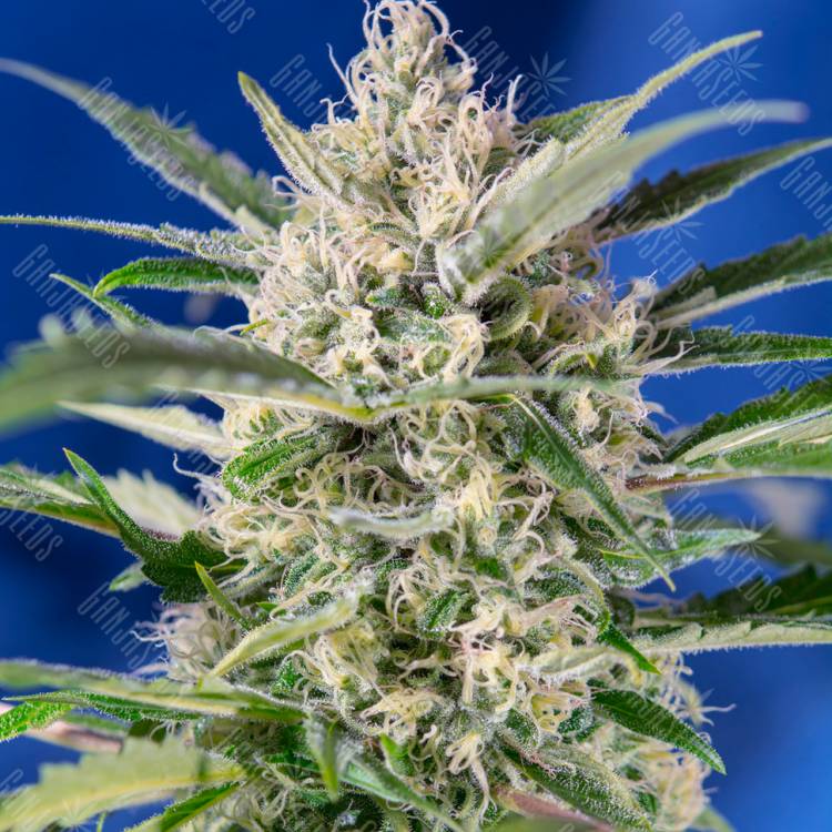 Семена марихуаны Auto Crystal Candy feminised Ganja Seeds