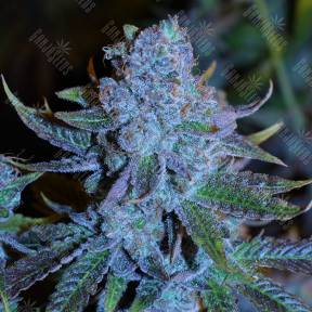Green House Thai feminised Ganja Seeds