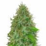 Auto Magik feminised GanjaVIP Seeds
