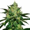 Auto Magik feminised GanjaVIP Seeds