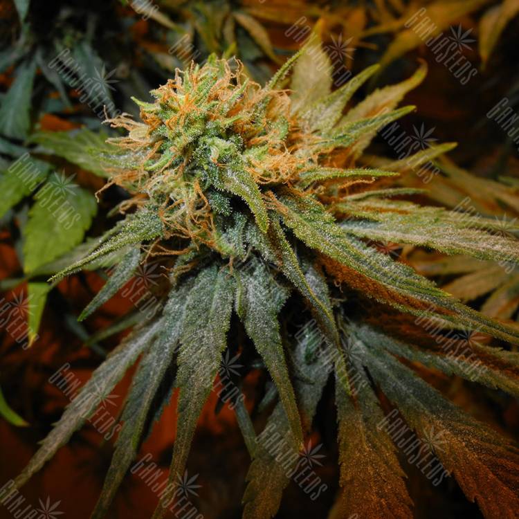 семена конопли для курения Hawaiian Snow feminised Green House Seeds