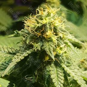 Jamaica Blueberry regular Ganja Seeds