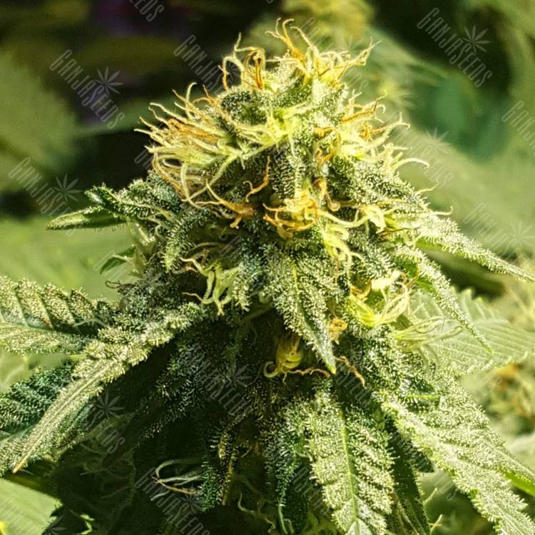 семена конопли для посадки купить Jamaica Blueberry regular Ganja Seeds