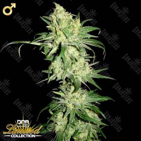 HitMan OG regular DNA Genetics