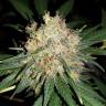 семена конопли в России Bubblelicious feminised Nirvana Seeds семена конопли в России Bubblelicious feminised Nirvana Seeds