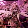 семена конопли Москва Bubblelicious feminised Nirvana Seeds семена конопли Москва Bubblelicious feminised Nirvana Seeds