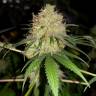 семена конопли индика Bubblelicious feminised Nirvana Seeds семена конопли индика Bubblelicious feminised Nirvana Seeds