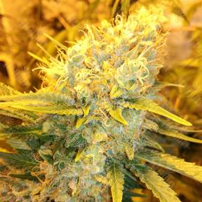 Sensi Star feminised Paradise Seeds