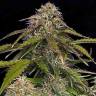 доставка семян конопли Auto Gorilla Glue CBD feminised Ganja Seeds