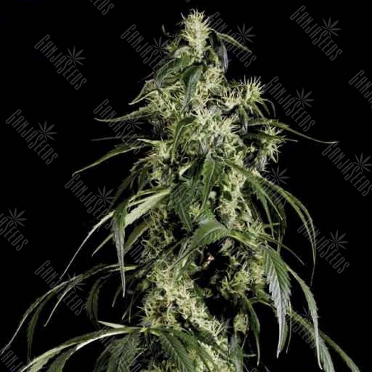 семена конопли аутдор Arjan's Haze 1 feminised Green House Seeds