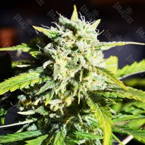 Outlaw Amnesia feminised Dutch Passion Seeds