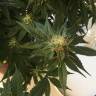 Blue Hash feminised Dinafem Seeds