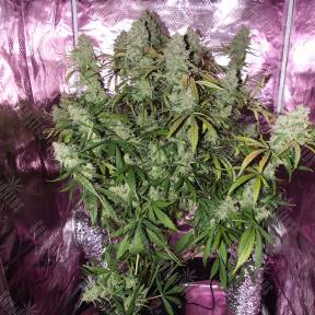 Auto The Ultimate CBD feminised Ganja Seeds
