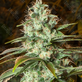 Auto Speedy Gonzales regular Ganja Seeds